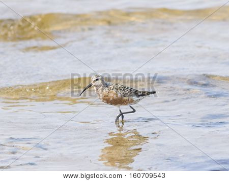 Curlew Sandpiper Calidris feruginea at sea shoreline searching for food close-up portrait in tide selective focus shallow DOF
