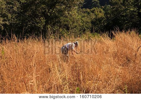 PORTOMARIN SPAIN - AUGUST 12: Man harvesting with a hand tool on August 12 2016