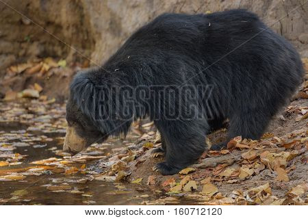 Big beautiful sloth bear male is searching termites/wild animal in the nature habitat/India