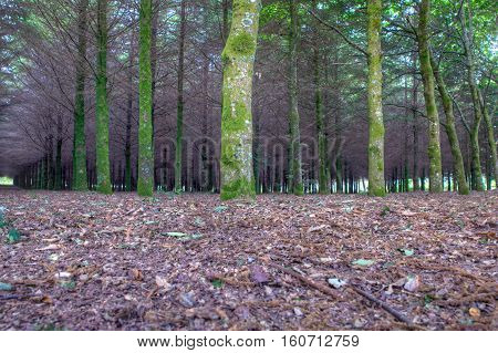 View of fir wood n the spanish countryside