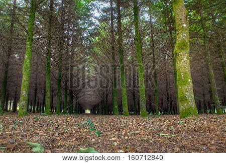 View of fir wood n the spanish countryside