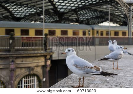 Close up of two relaxing Seagulls in front of a train station