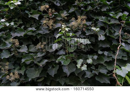 Closeup of greey Ivy Leaves in front of a Wall
