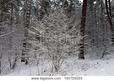 On the black branches of the tree lies a thick layer of snow (lots). The photo was taken in winter. The background is blurred. In the foreground the glare from the snowflakes.