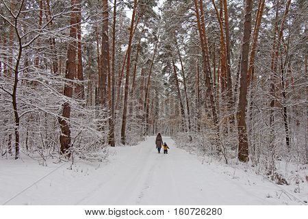 On the black branches of the tree lies a thick layer of snow (lots). The photo was taken in winter. Trees grow near the road. The path is a woman with a child. The background is blurred.