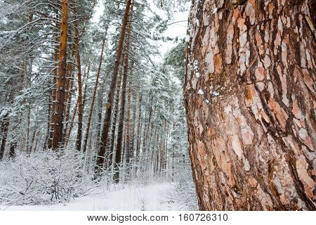 On the black branches of the tree lies a thick layer of snow (lots). The photo was taken in winter. In the foreground tree trunk (bark pine). The background is blurred.
