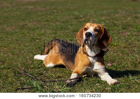 the dog breed beagle is lying on green grass