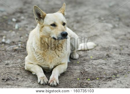 Portrait of homeless dog having rest on the ground.