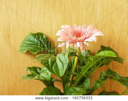 Beautiful Bright Pink Disy Gerbera On Wooden Background