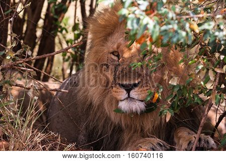King of beasts on guard. Masai Mara, Kenya
