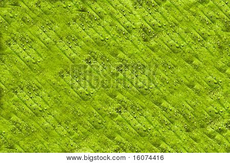 Grean blad baggrund