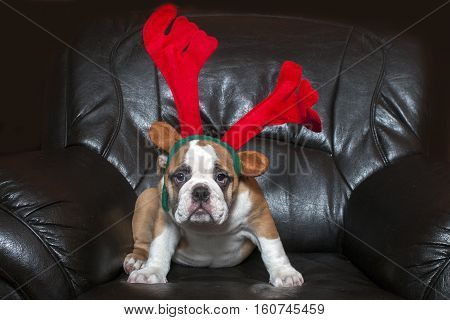 English bulldog wearing christmas antler funny expression.