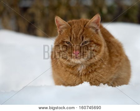 Red cat sittingRed cat sitting in snow drifts. Cold winter in snow drifts. Cold winter