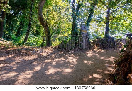 Path in the woods along the St. James way