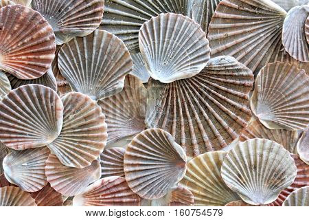 Sea Shell Background 5