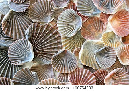 Sea Shell Background 3