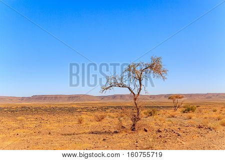 Beautiful Moroccan Mountain Landscape With Acacia Tree In Foreground