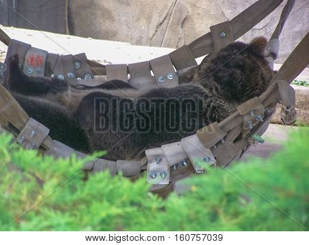 Grizzly bear taken in his hammock on a hot summer day.