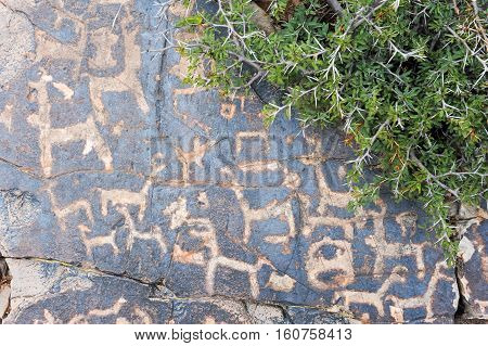The petroglyphs of El Pintado on Quebrada de Humahuaca Argentina