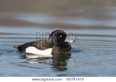 portrait of male tufted duck (Aythya fuligula) while swimming