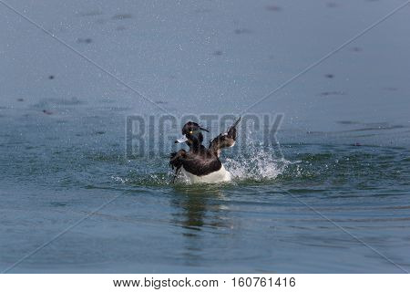 portrait of male tufted duck (Aythya fuligula) while swimming splashing and grooming