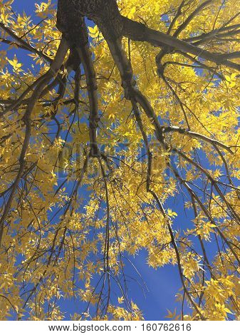 Vibrant colors. Golden yellow leaves with blue sky background. Closeup of hanging tree branches in autumn with bright yellow and orange leaves and clear bright deep blue sky.