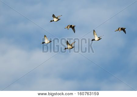 Small Flock of Ring-Necked Ducks Flying in a Blue Sky