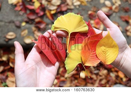 Autumn Leaves