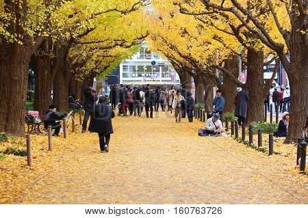 Ginkgo Avenue, Tokyo