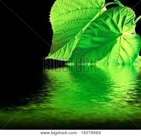 Grean blad med vand refleksion på sort baggrund