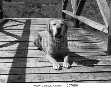 Labrador enorme en puente