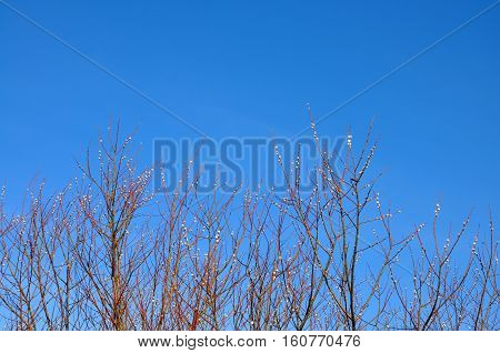Blossoming pussy-willow branches on blue sky, early spring, Easter background. concept of new life, renovation, endless life, faith, God's blessing, minimalism, strength