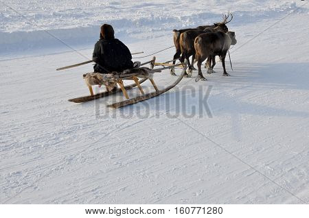 The man are sledging with deers in the snowy field track