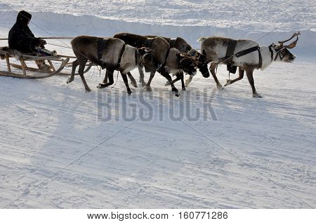 The man are sledging with deers in the snowy field track