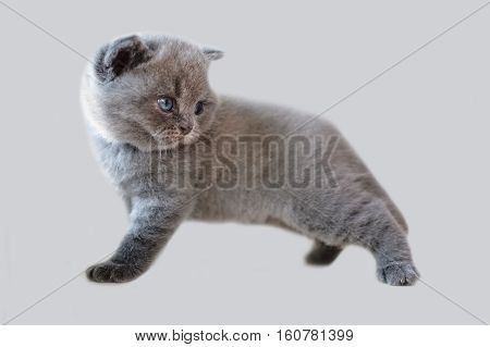 Plush soft kitty in a model pose. British kitten blue color. The portrait is simply a small cat. Pet posing. Isolated on the background of the kitten.