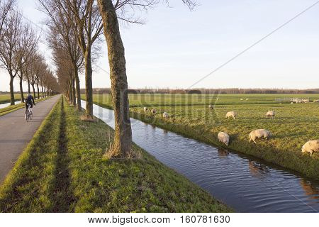 sheep in meadow and cyclist on road between trees near purmerend north of amsterdam in the netherlands