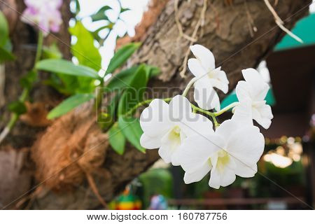 White orchids on tree White orchids are A symbol of Innocence beauty and elegance
