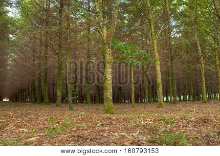 View of fir wood n the spanish countryside