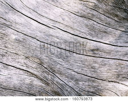Warm wood texture close up photo. White and grey wood background. White old tree near the sea. Curves and lines on rustic timber. Rough timber texture. Sea wood backdrop. Grey old tree closeup image