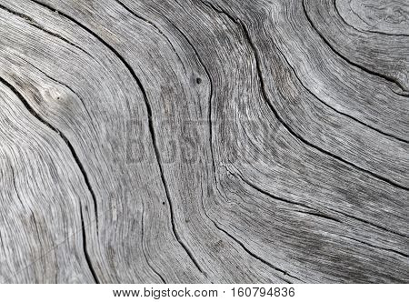 Timber texture close up photo. White and grey wood background. White old tree near the sea. Curves and lines on rustic timber. Rough timber texture. Sea wood backdrop. Grey old tree cracks ornament
