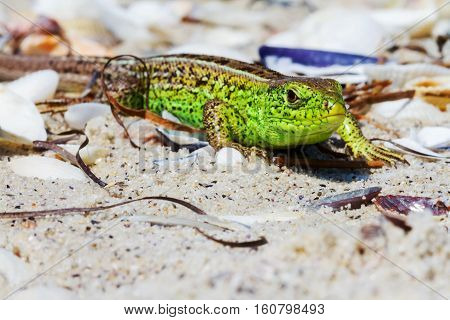 Green Lizard On The Sand In Focus (lacerta Viridis, Lacerta Agilis) Is A Species Of Lizard Of The Ge