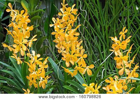 Closeup photo of wet hybrid orchid flower in yellow orange (x Aranda Bangkok Gold) in the garden in Singapore