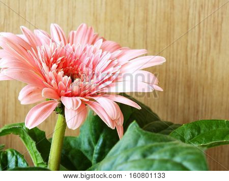 Beautiful Bright Pink Disy Gerbera On Wooden Background