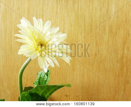 Beautiful Bright White Disy Gerbera On Wooden Background