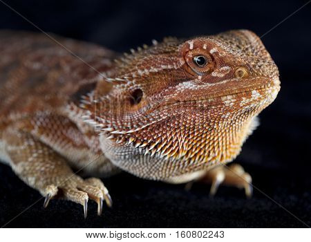 the elegantred bearded dragon of middle body