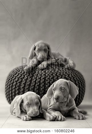various weimar puppy in a grey pillow