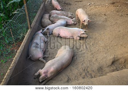 View of the domestic pigs in the pigpen