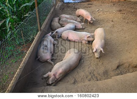 View of the domestic pigs in the pigpen