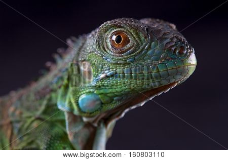 Macro of the head of iguana with black background
