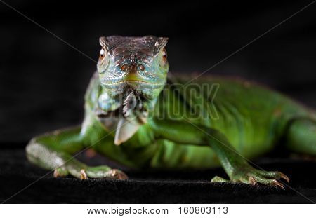 Macro of the iguana head on with black background